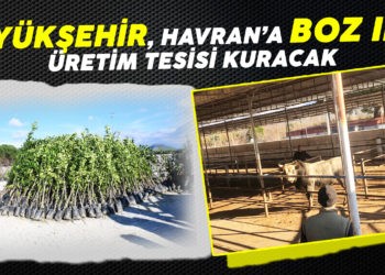 BÜYÜKŞEHİR, HAVRAN’A BOZ IRK ÜRETİM TESİSİ KURACAK