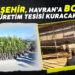 BÜYÜKŞEHİR, HAVRAN’A BOZ IRK ÜRETİM TESİSİ KURACAK