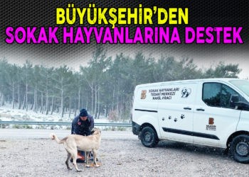 BÜYÜKŞEHİR’DEN SOKAK HAYVANLARINA DESTEK