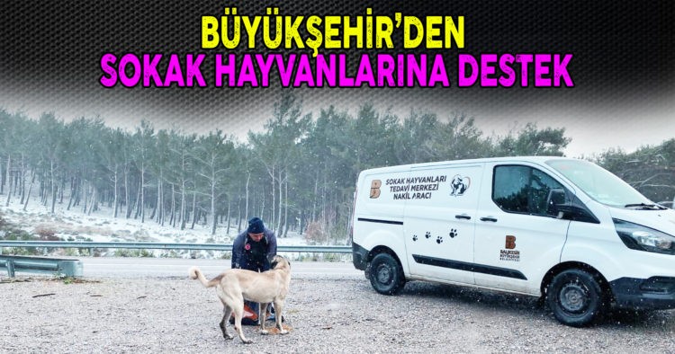 BÜYÜKŞEHİR’DEN SOKAK HAYVANLARINA DESTEK