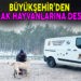 BÜYÜKŞEHİR’DEN SOKAK HAYVANLARINA DESTEK