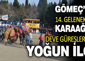 KARAAĞAÇ DEVE GÜREŞLERİ’NE YOĞUN İLGİ
