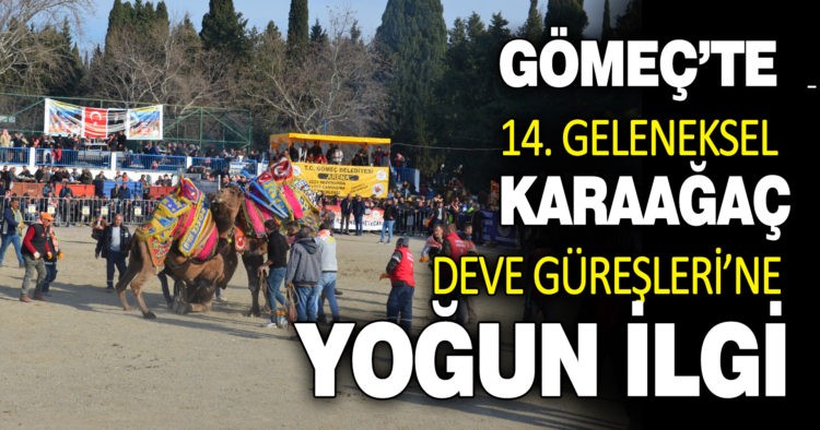 KARAAĞAÇ DEVE GÜREŞLERİ’NE YOĞUN İLGİ