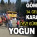 KARAAĞAÇ DEVE GÜREŞLERİ’NE YOĞUN İLGİ