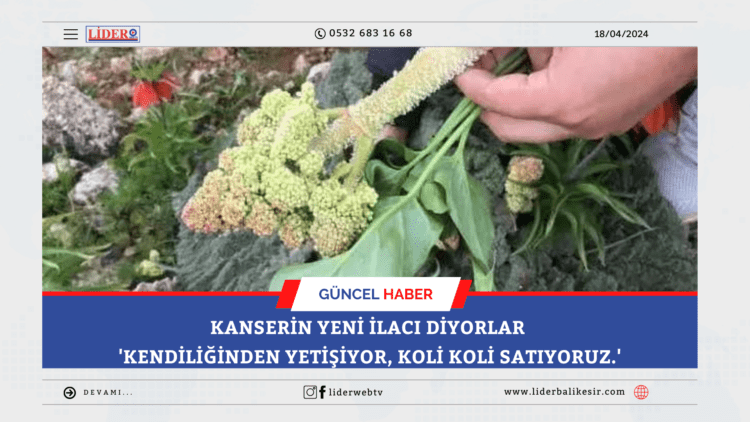 Kanserin yeni ilacı diyorlar ‘Kendiliğinden yetişiyor, koli koli satıyoruz.’