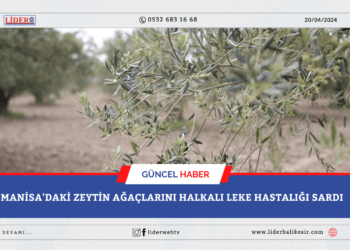 Manisa’daki zeytin ağaçlarını halkalı leke hastalığı sardı