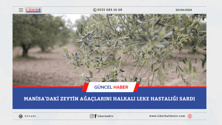 Manisa’daki zeytin ağaçlarını halkalı leke hastalığı sardı