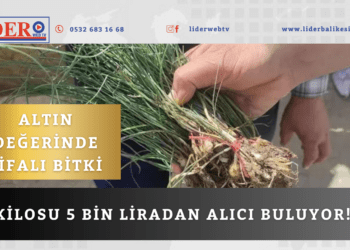 Altın değerinde şifalı bitki..