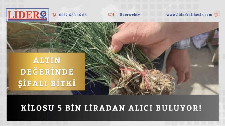 Altın değerinde şifalı bitki..