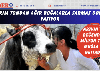 Artvin’de beğendi 1 Milyon TL’ye Muğla’ya getirdi! Yarım tondan ağır boğalarla sarmaş dolaş yaşıyor