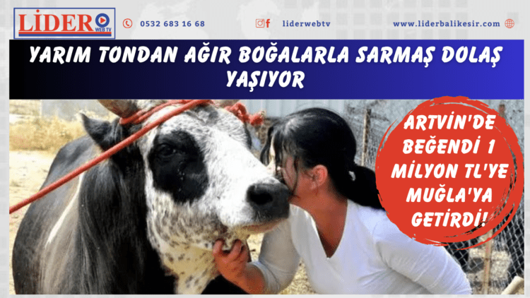Artvin’de beğendi 1 Milyon TL’ye Muğla’ya getirdi! Yarım tondan ağır boğalarla sarmaş dolaş yaşıyor