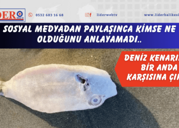 Deniz kenarında bir anda karşısına çıktı! Sosyal medyadan paylaşınca kimse ne olduğunu anlayamadı..