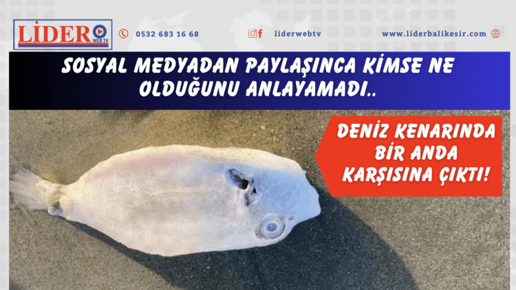 Deniz kenarında bir anda karşısına çıktı! Sosyal medyadan paylaşınca kimse ne olduğunu anlayamadı..