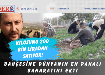 Bahçesine dünyanın en pahalı baharatını ekti