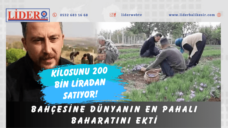 Bahçesine dünyanın en pahalı baharatını ekti