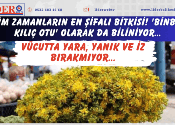 Tüm zamanların en şifalı bitkisi! ‘Binbir kılıç otu’ olarak da biliniyor… Vücutta yara, yanık ve iz bırakmıyor