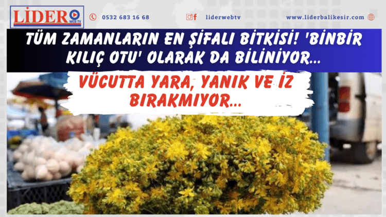 Tüm zamanların en şifalı bitkisi! ‘Binbir kılıç otu’ olarak da biliniyor… Vücutta yara, yanık ve iz bırakmıyor