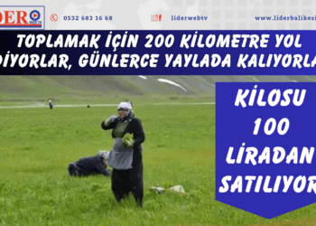 Toplamak için 200 kilometre yol gidiyorlar, günlerce yaylada kalıyorlar! Kilosu 100 liradan satılıyor