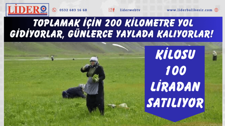 Toplamak için 200 kilometre yol gidiyorlar, günlerce yaylada kalıyorlar! Kilosu 100 liradan satılıyor