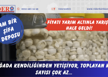 Fiyatı yarım altınla yarışır hale geldi! Tam bir şifa deposu: Doğada kendiliğinden yetişiyor, toplayan kişi sayısı çok az…