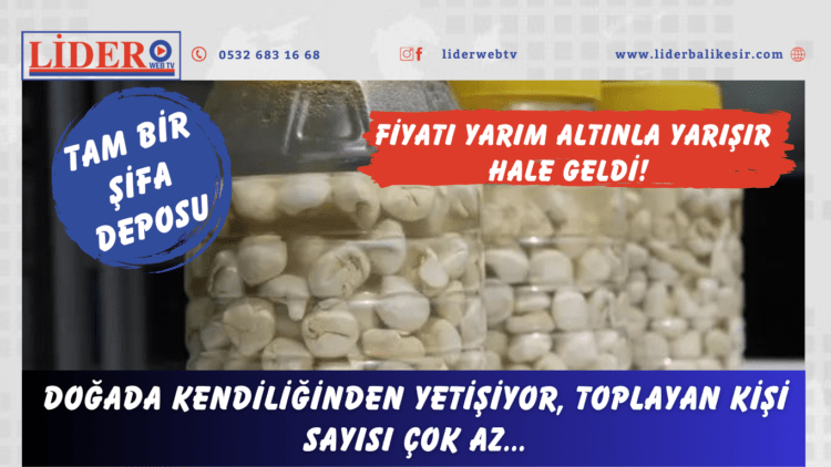 Fiyatı yarım altınla yarışır hale geldi! Tam bir şifa deposu: Doğada kendiliğinden yetişiyor, toplayan kişi sayısı çok az…