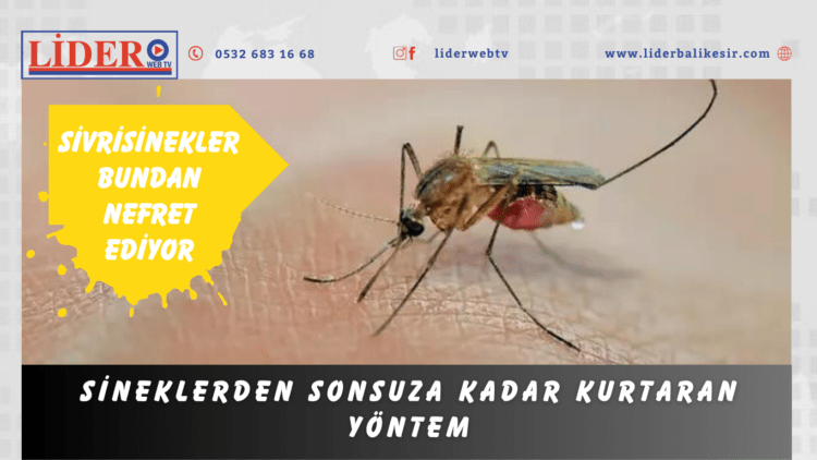 Sineklerden sonsuza kadar kurtaran yöntem