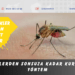 Sineklerden sonsuza kadar kurtaran yöntem