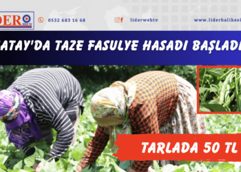 Hatay’da taze fasulye hasadı başladı: Tarlada 50 TL