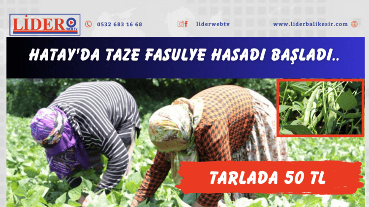 Hatay’da taze fasulye hasadı başladı: Tarlada 50 TL