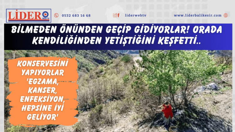 Bilmeden önünden geçip gidiyorlar! Orada kendiliğinden yetiştiğini keşfetti..