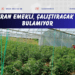 Sera kuran emekli, çalıştıracak eleman bulamıyor