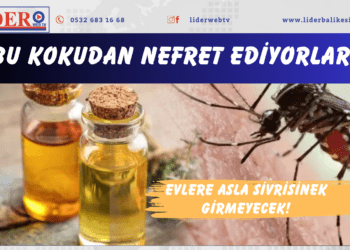 Evlere asla sivrisinek girmeyecek! Bu kokudan nefret ediyorlar..