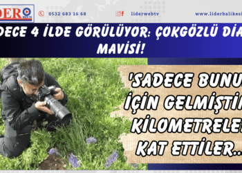 Sadece 4 ilde görülüyor: Çokgözlü Diana Mavisi! ‘Sadece bunun için gelmiştim’ Kilometreler kat ettiler