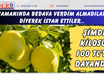 ‘Zamanında bedava verdim almadılar’ diyerek isyan ettiler: Şimdi kilosu 100 TL’ye dayandı!
