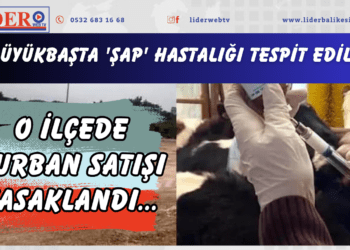 5 büyükbaşta ‘şap’ hastalığı tespit edildi! O ilçede kurban satışı yasaklandı