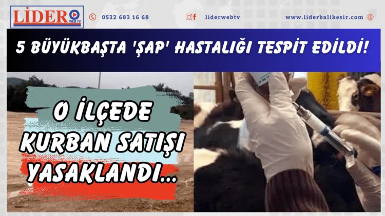 5 büyükbaşta ‘şap’ hastalığı tespit edildi! O ilçede kurban satışı yasaklandı