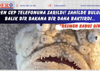 Gören cep telefonuna sarıldı! Sahilde bulunan balık bir bakana bir daha baktırdı… “Resmen kabus gibi”