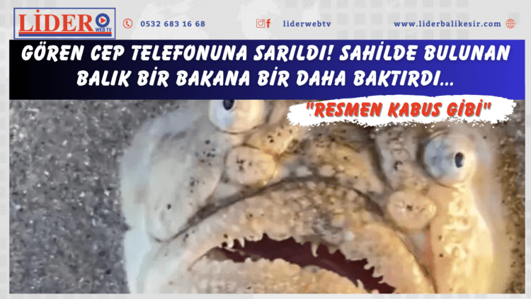 Gören cep telefonuna sarıldı! Sahilde bulunan balık bir bakana bir daha baktırdı… “Resmen kabus gibi”