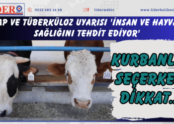 Kurbanlık seçerken dikkat… Şap ve tüberküloz uyarısı ‘İnsan ve hayvan sağlığını tehdit ediyor’