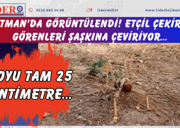 Batman’da görüntülendi! Boyu tam 25 santimetre… Etçil çekirge görenleri şaşkına çeviriyor