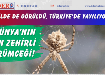 Dünya’nın en zehirli örümceği! O ilde de görüldü, Türkiye’de yayılıyor…