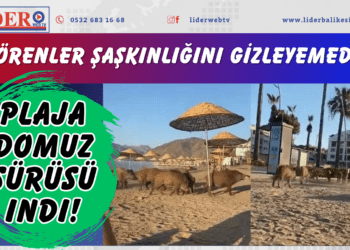 Görenler şaşkınlığını gizleyemedi! Plaja domuz sürüsü indi!