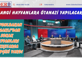 Bakan Yumaklı’dan sokak hayvanları çıkışı! Hangi hayvanlara ötanazi yapılacak?