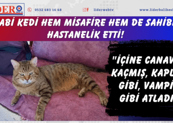 Asabi kedi hem misafire hem de sahibini hastanelik etti!