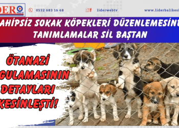 Ötanazi uygulamasının detayları kesinleşti! Sahipsiz sokak köpekleri düzenlemesinde tanımlamalar sil baştan