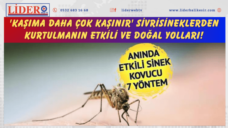 ‘Kaşıma daha çok kaşınır’ Sivrisineklerden kurtulmanın etkili ve doğal yolları!