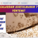 Karıncalardan kurtulmanın 7 kesin yöntemi! Evinizdeki karıncaların kökünü kurutacak