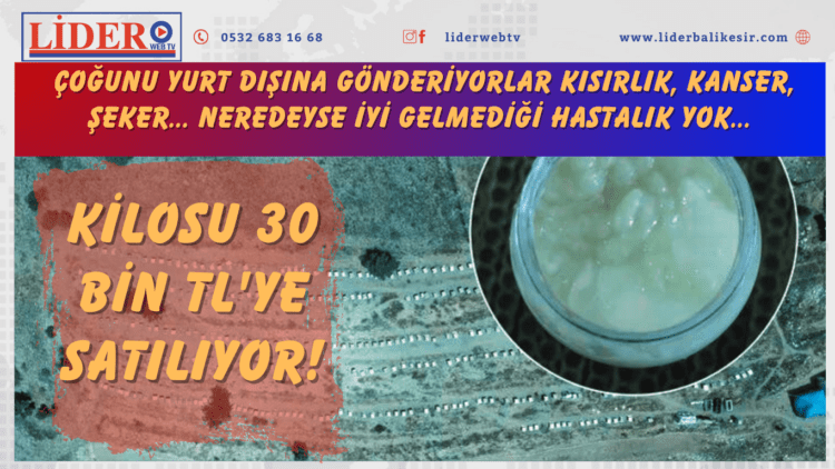 Kilosu 30 bin TL’ye satılıyor! Çoğunu yurt dışına gönderiyorlar Kısırlık, kanser, şeker… Neredeyse iyi gelmediği hastalık yok