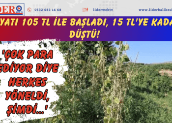 Fiyatı 105 TL ile başladı, 15 TL’ye kadar düştü! ‘Çok para ediyor diye herkes yöneldi, şimdi…’