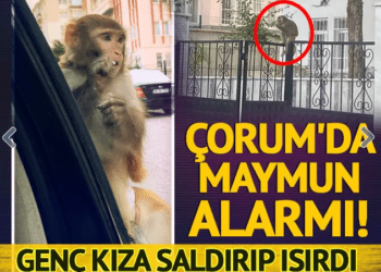 Çorum’da maymun alarmı! Genç kıza saldırıp ısırdı…